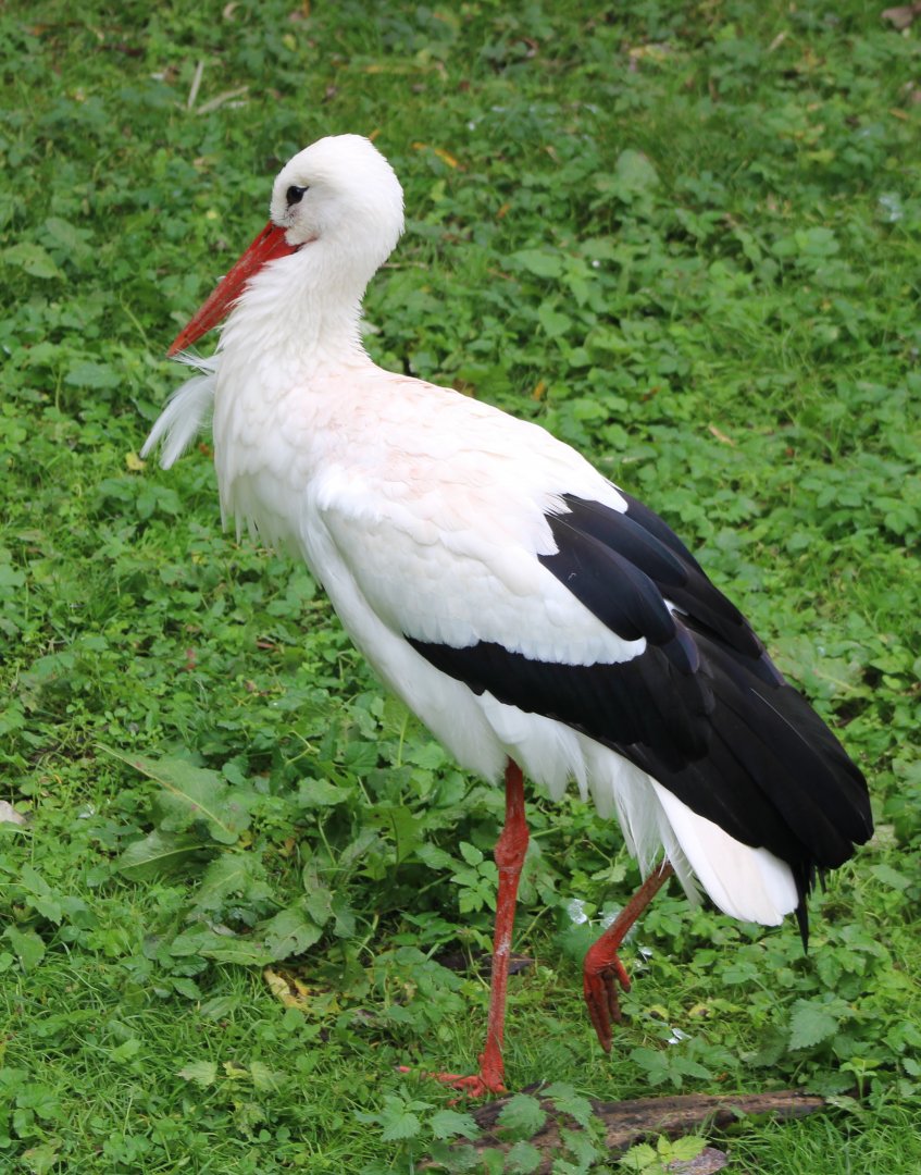 European white stork