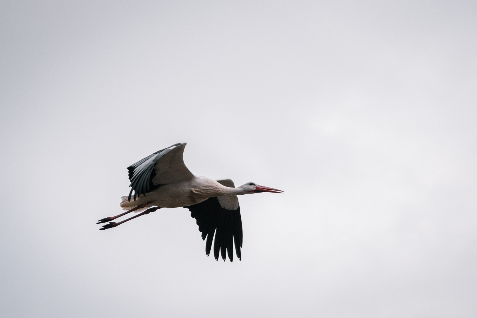 European White Stork