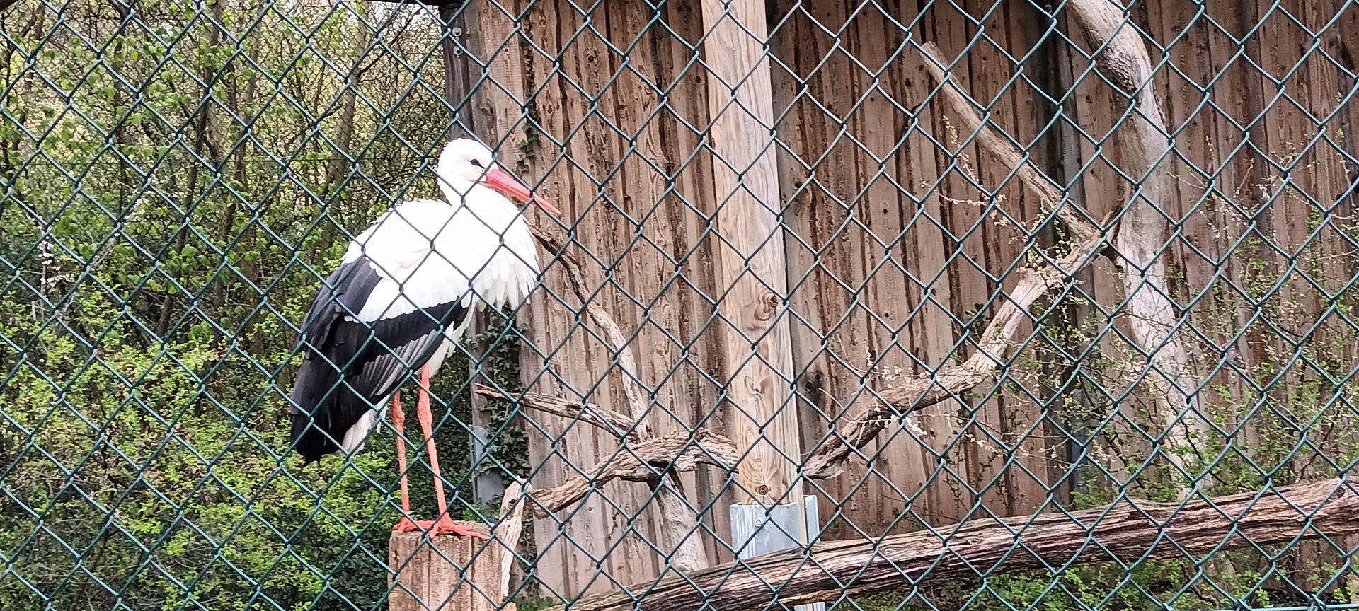 European white Stork