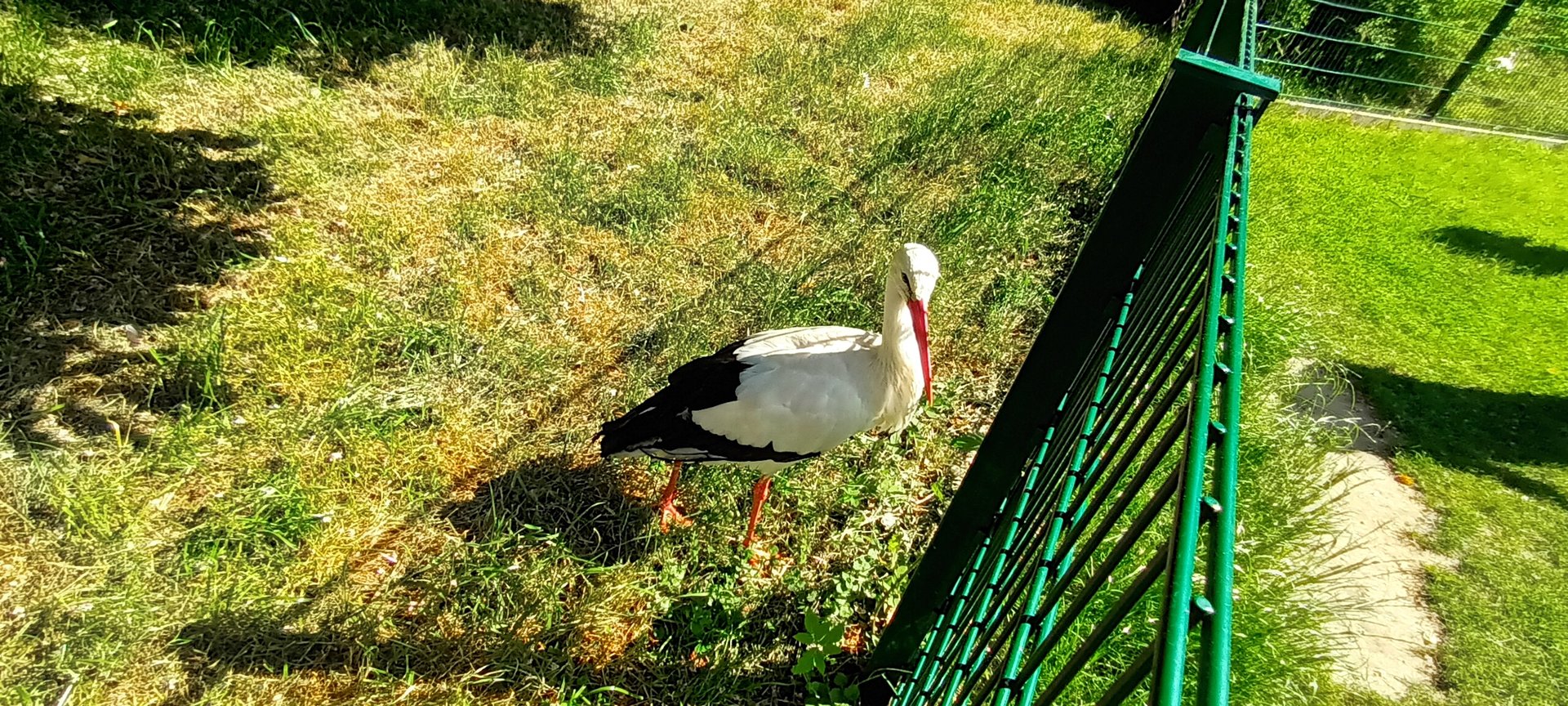 European white Stork