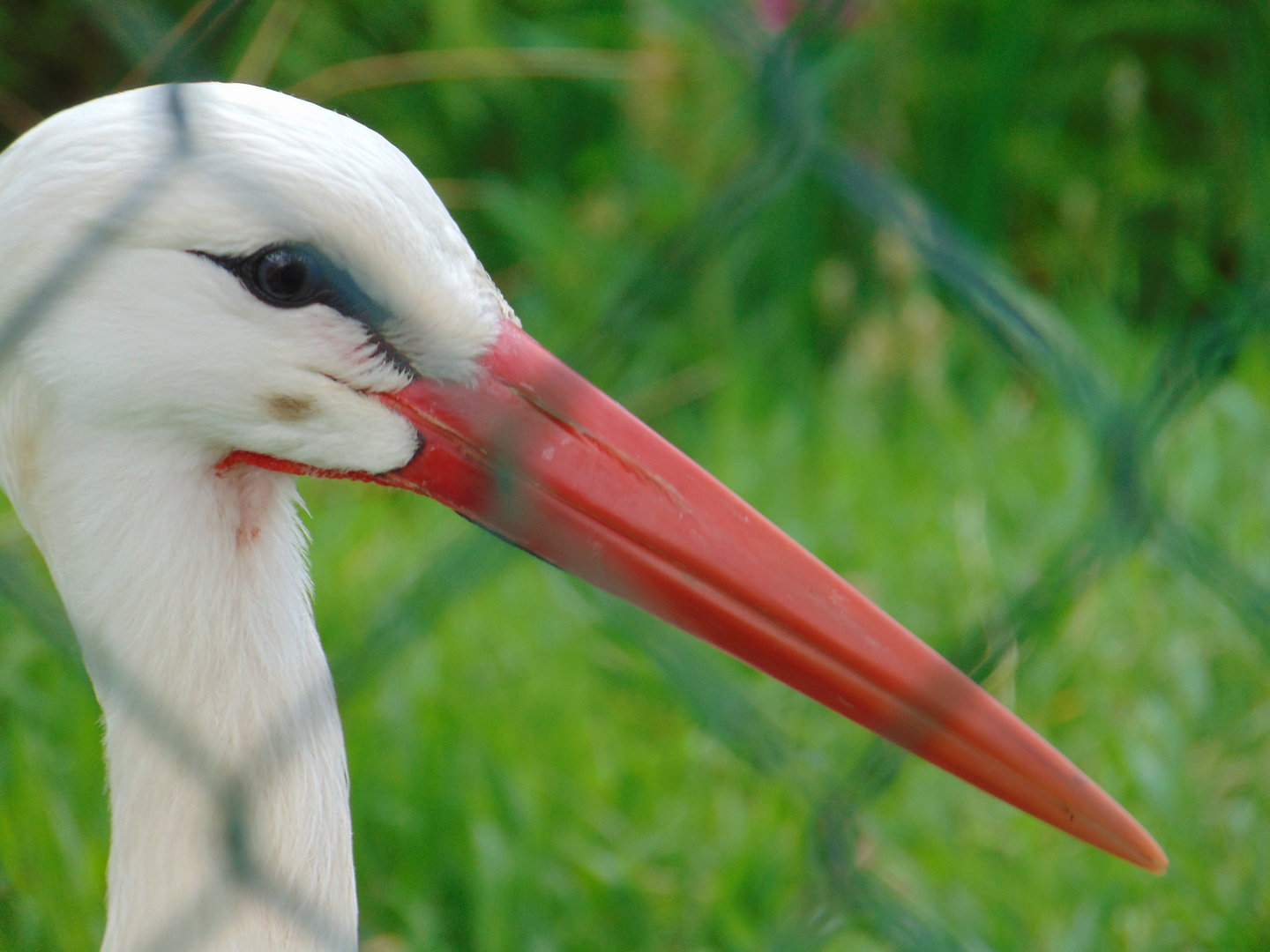 European White Stork