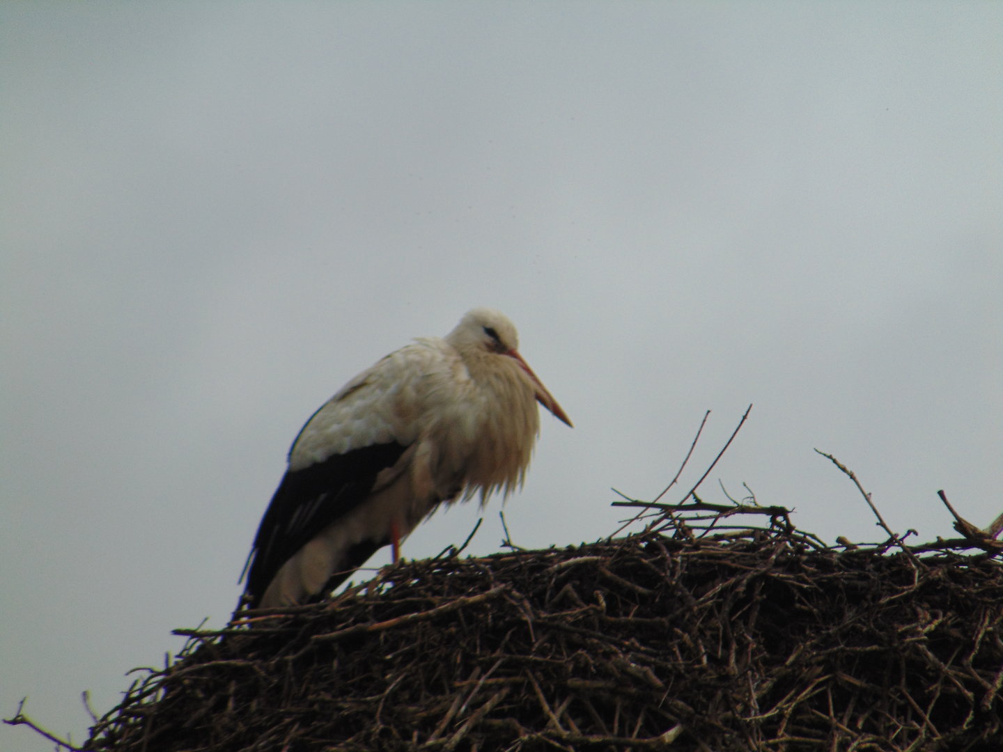 European White Stork