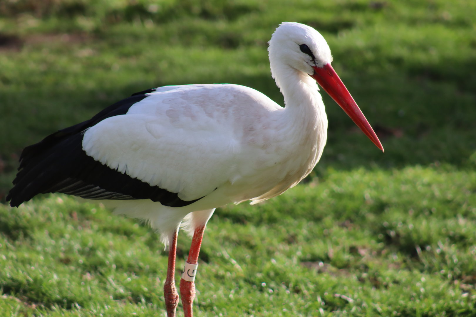 European White Stork