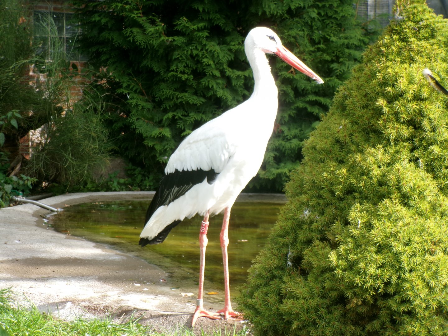 European white stork