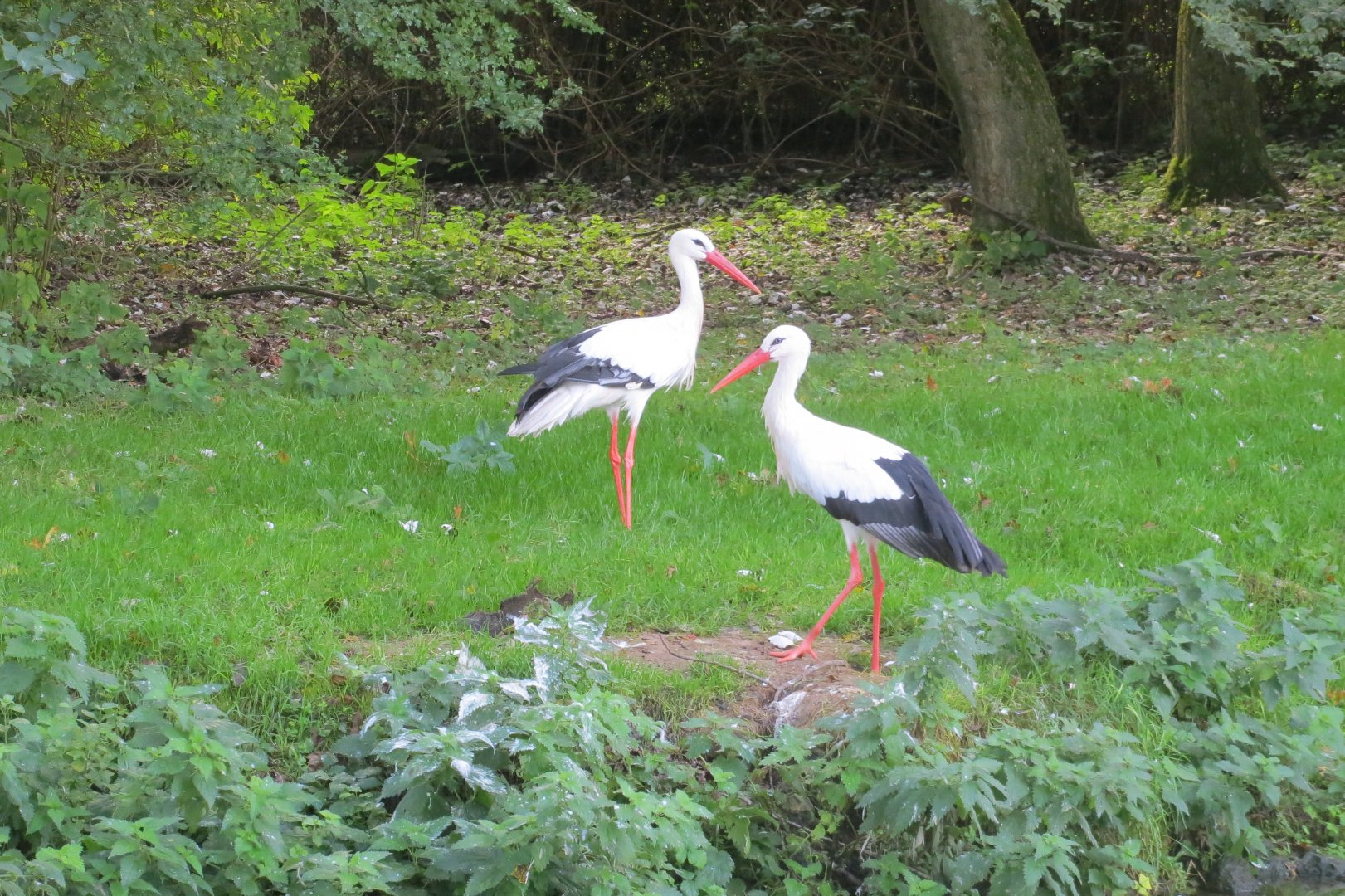 European white storks 081019