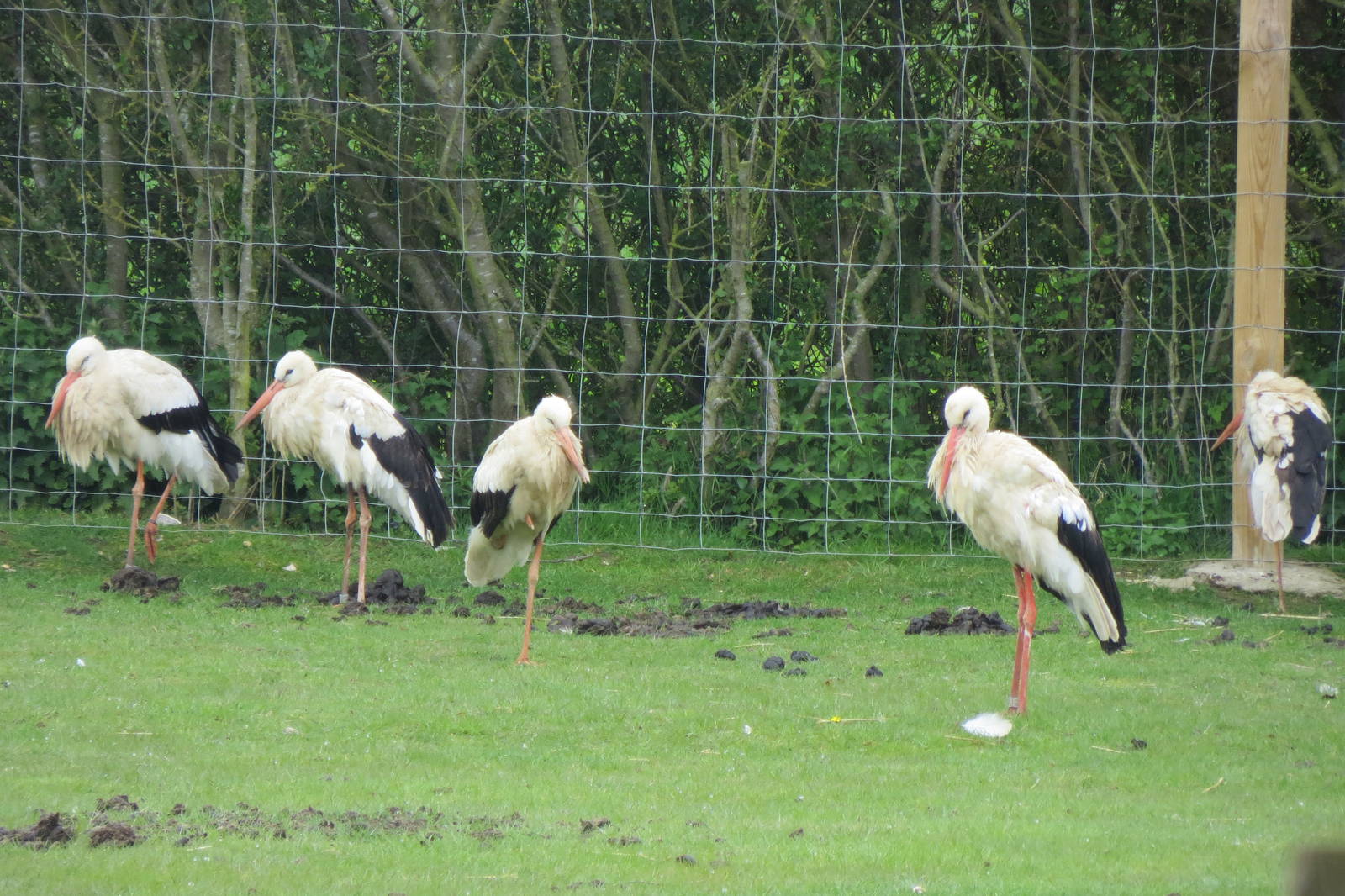 European White Storks 090515