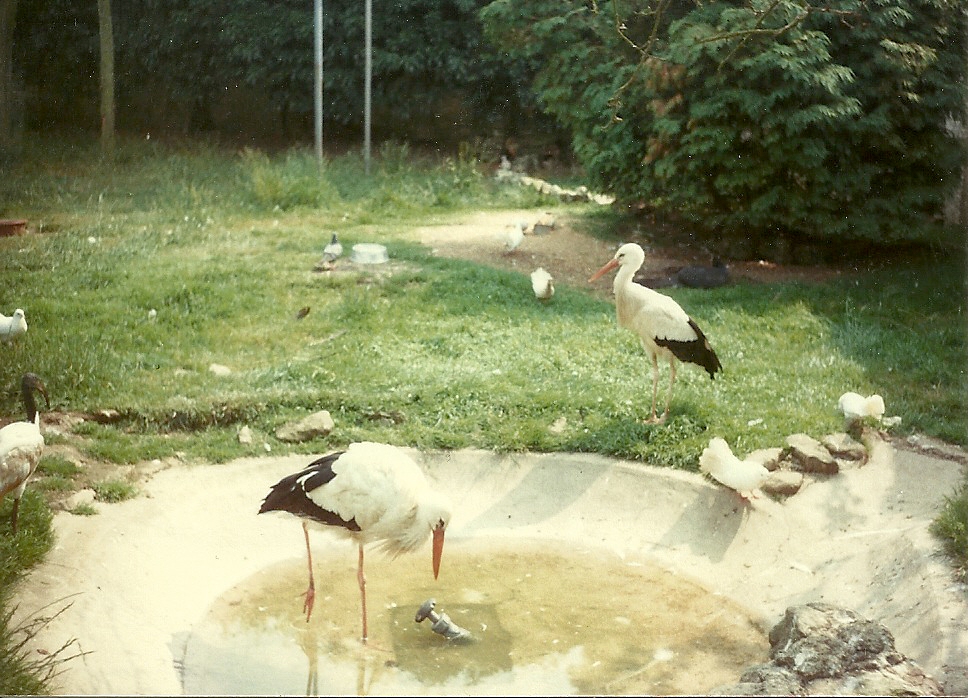 European White Storks and part of a Sacred Ibis early 1980s