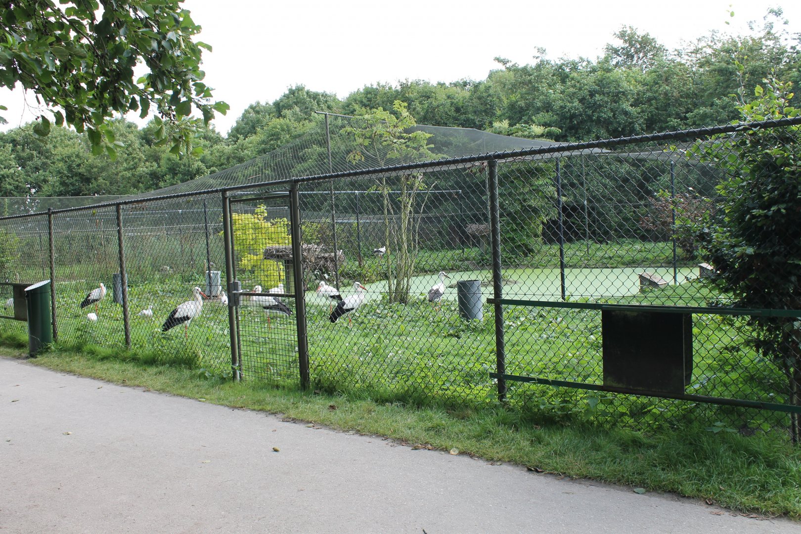 European white storks and Ross's  geese