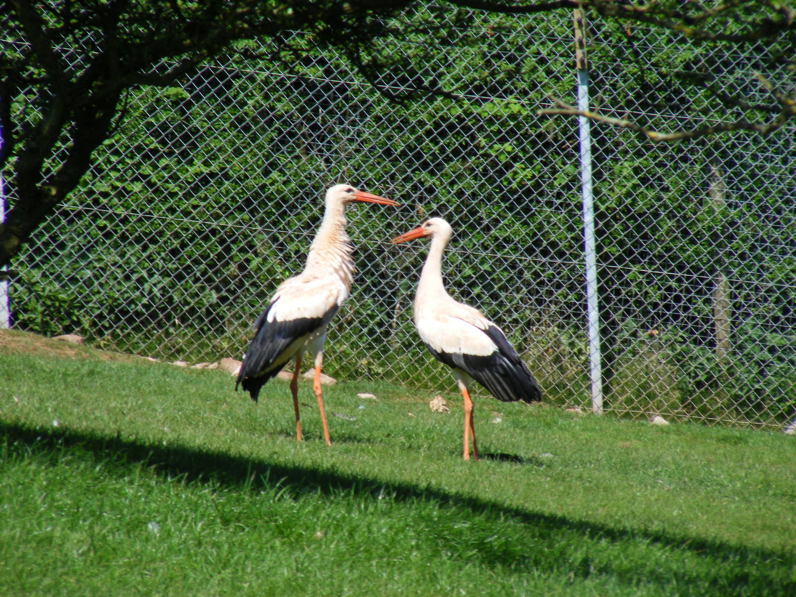 European white storks at South Lakes Wild Animal Park, 23 May 2010
