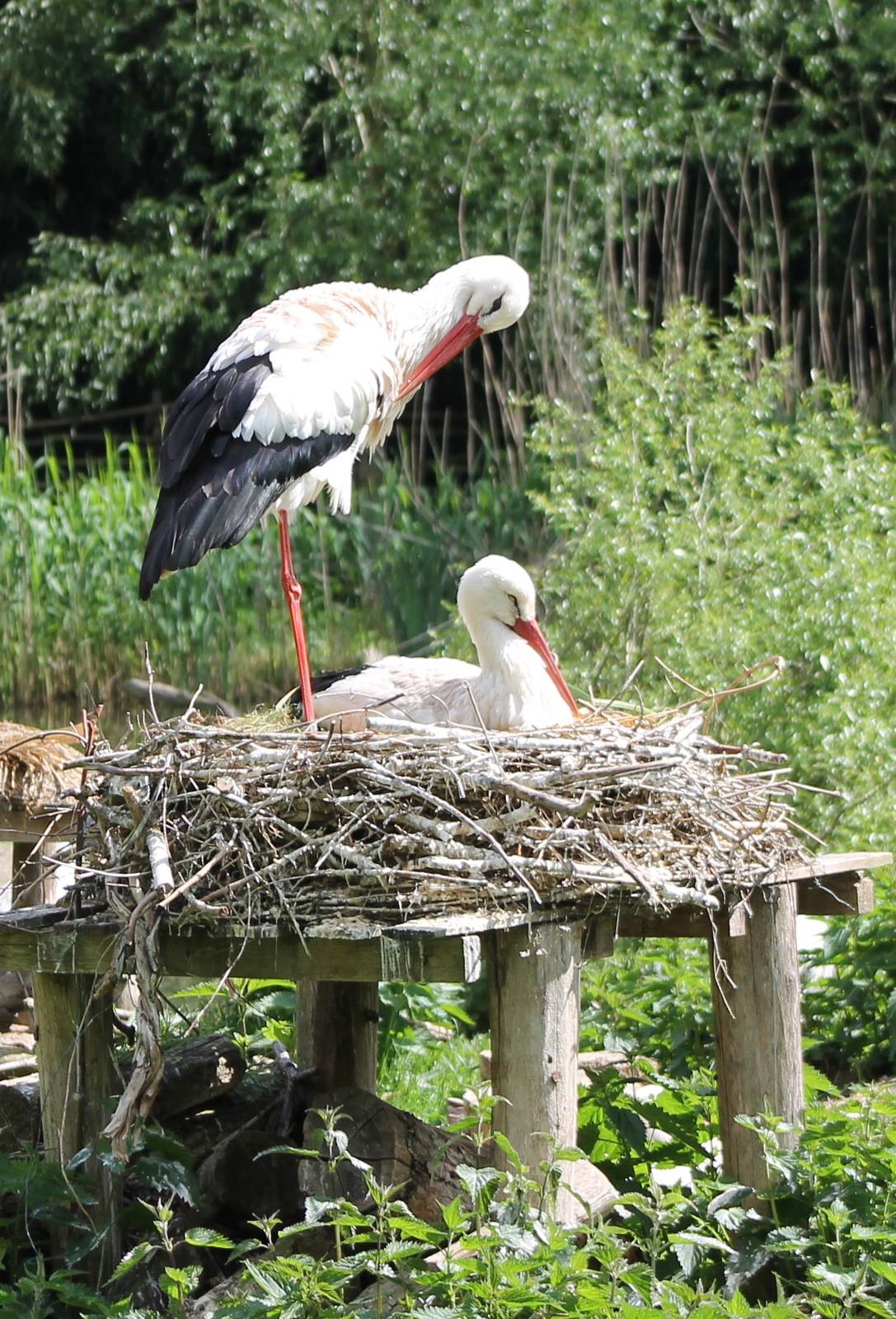 European white storks at the nest