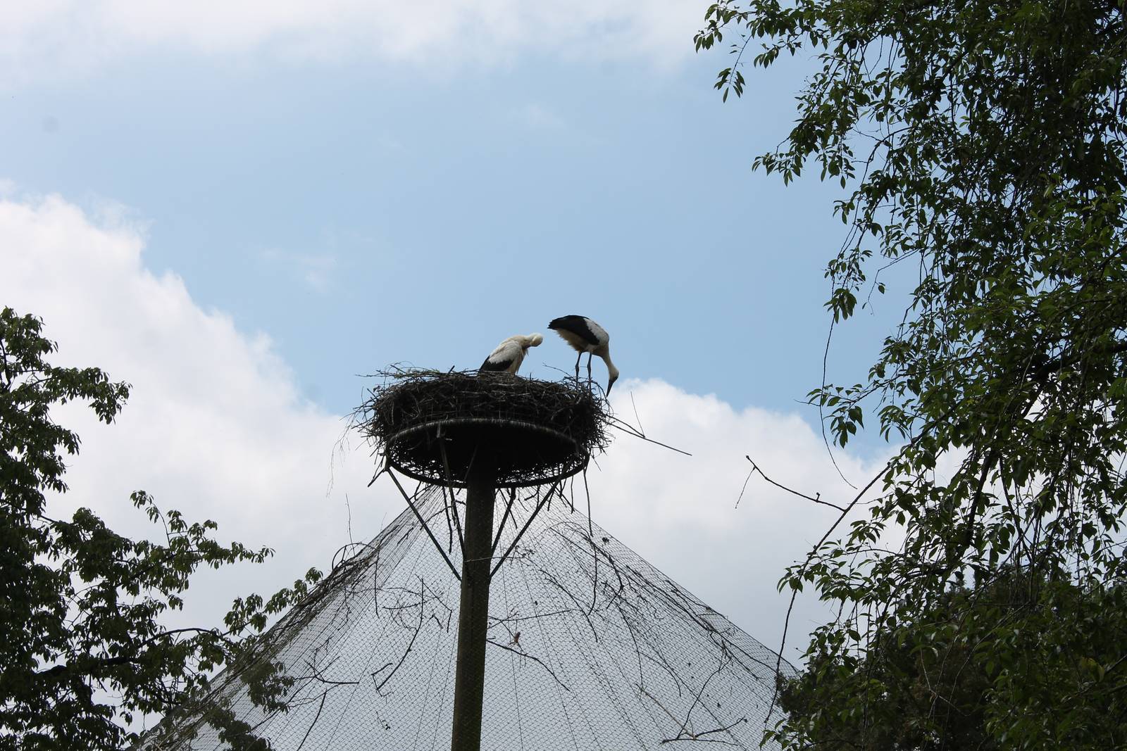 European white storks at the nest