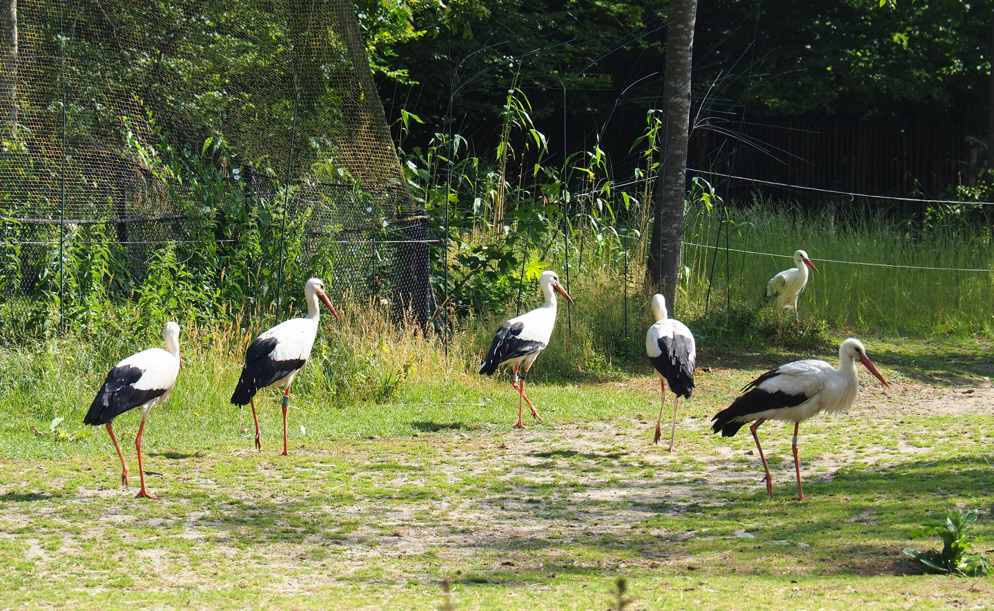 European white storks (Ciconia ciconia), 2020-06-12