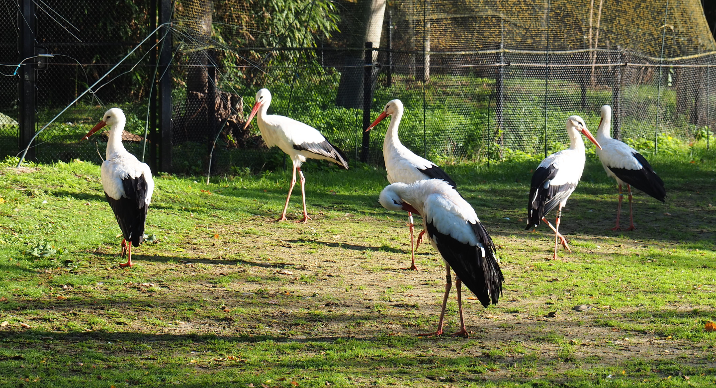 European white storks (Ciconia ciconia), 2020-10-10