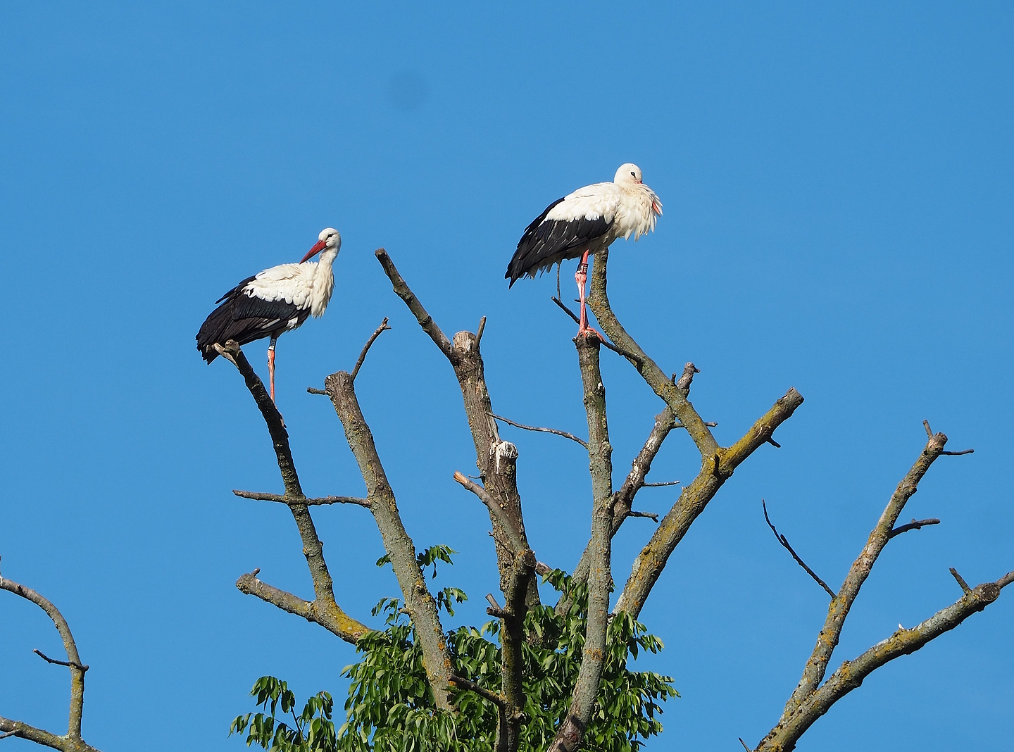 European white storks (Ciconia ciconia), 2022-07-16
