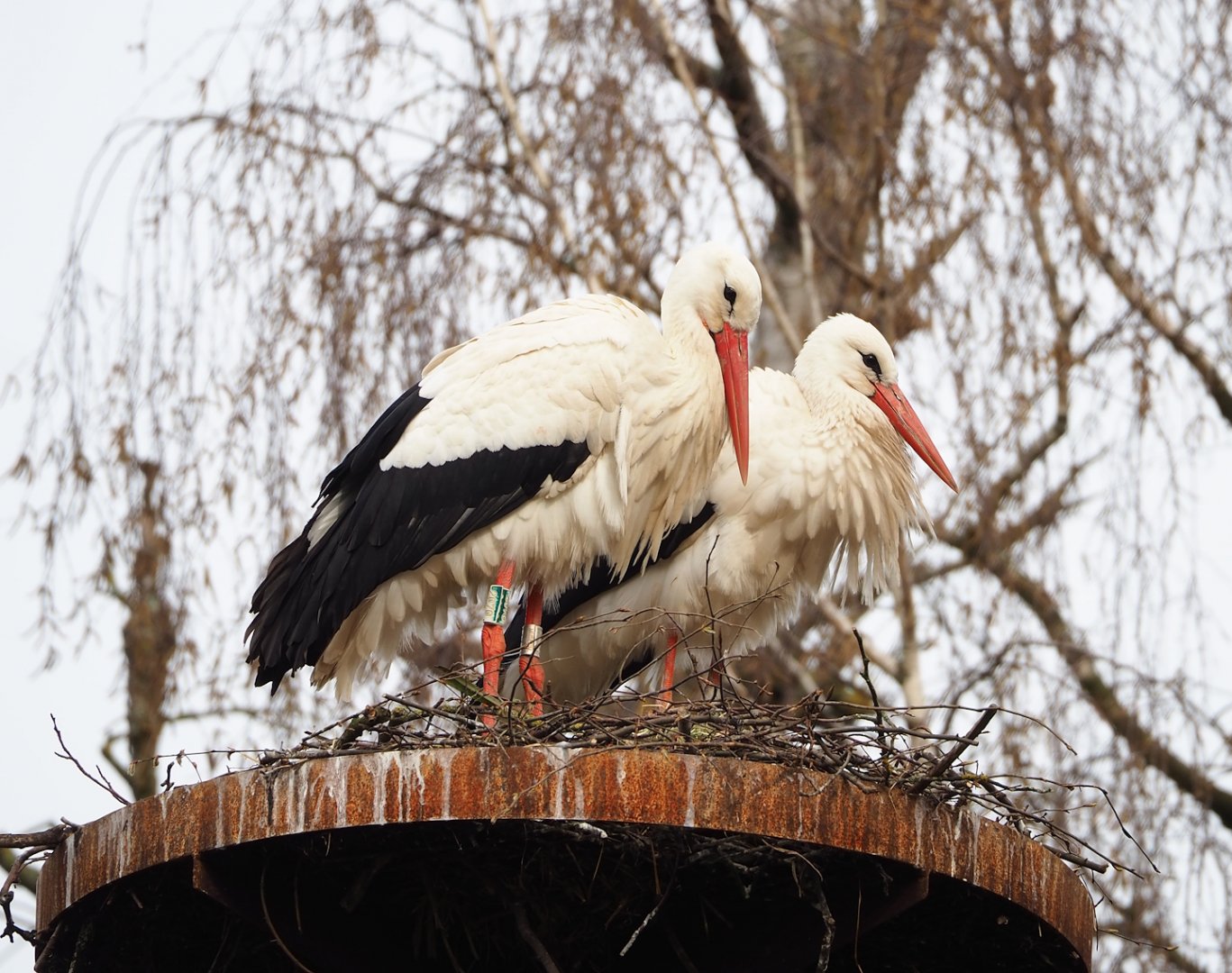 European white storks (Ciconia ciconia), 2023-03-28