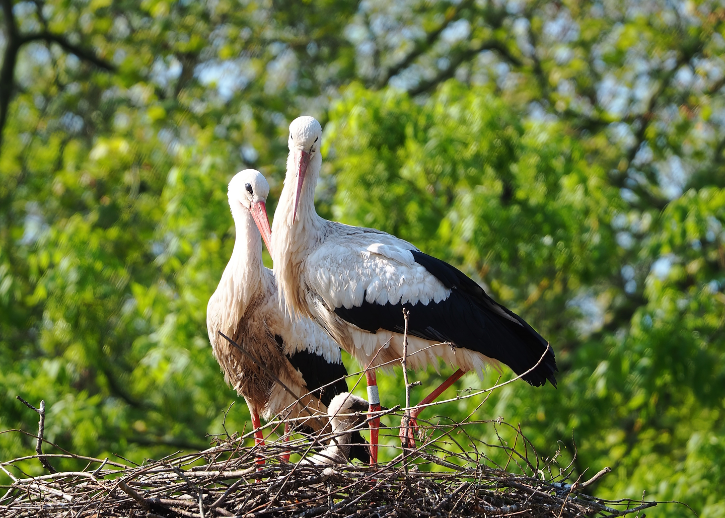 European white storks (Ciconia ciconia), 2023-05-13