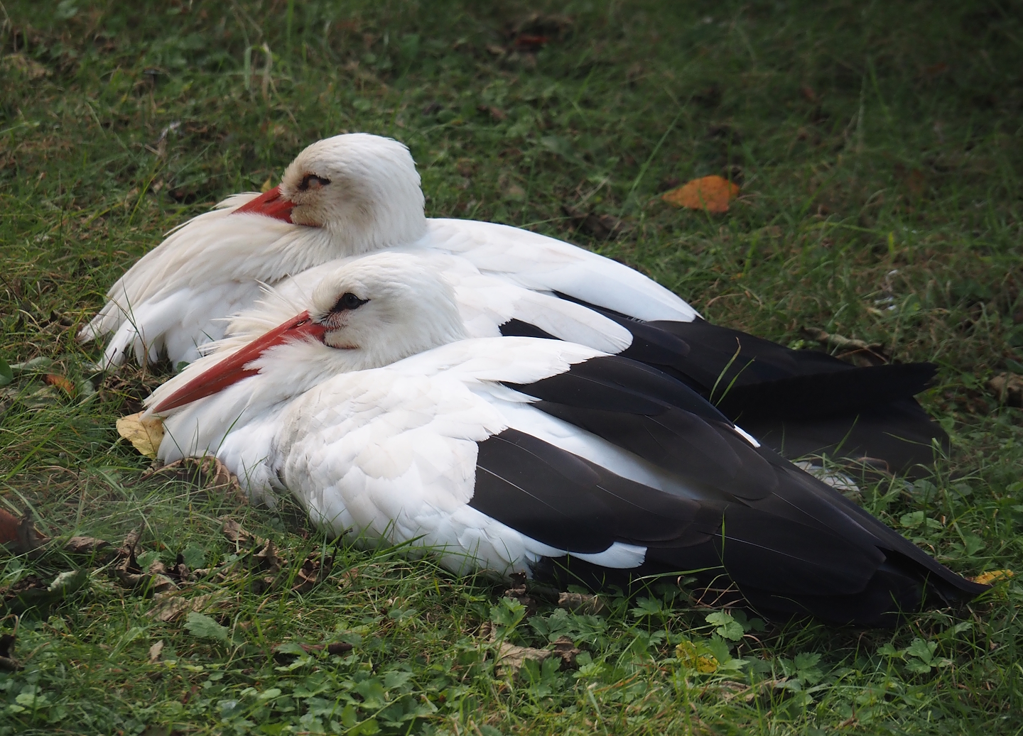 European white storks (Ciconia ciconia), 2024-08-21