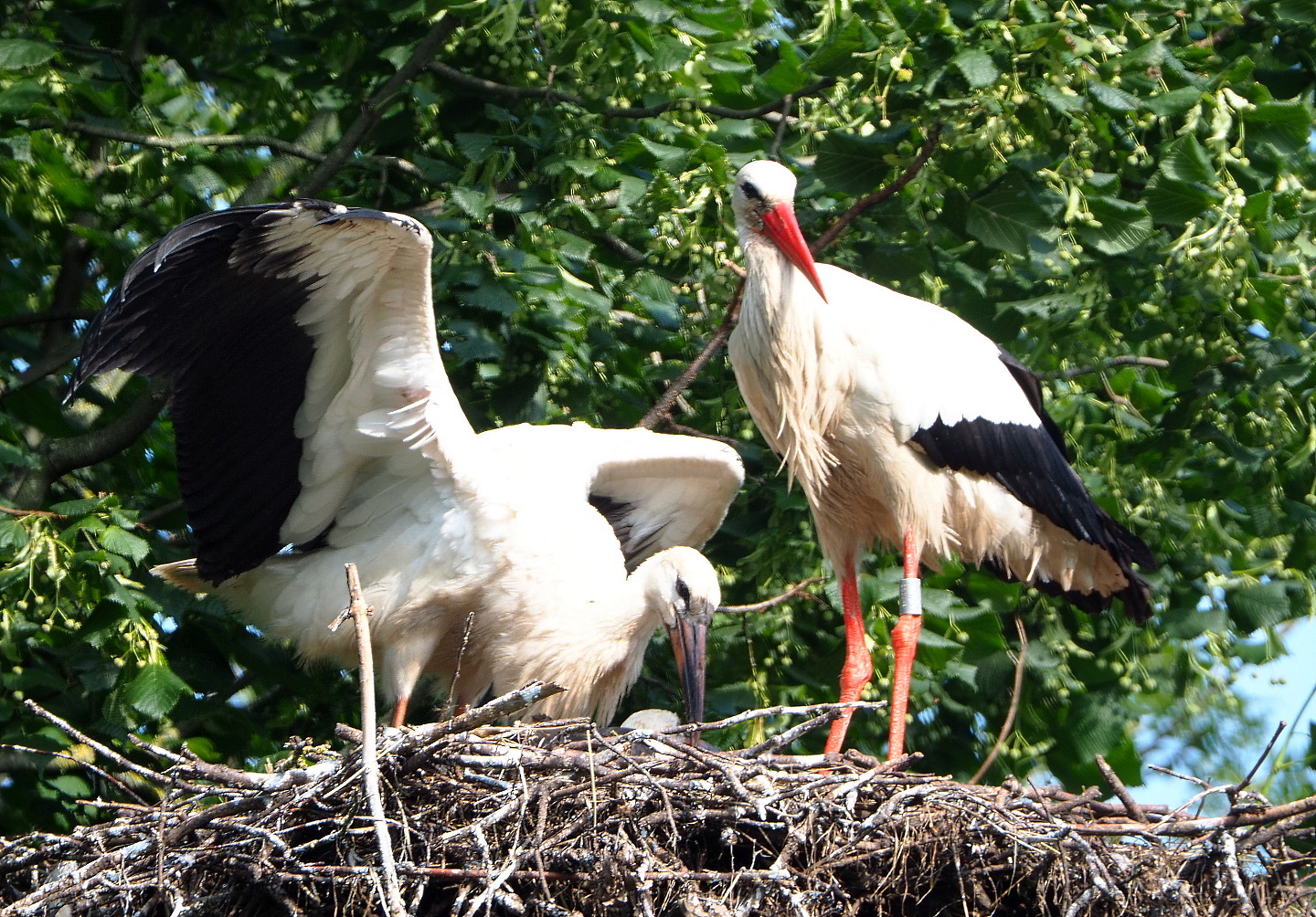 European white storks (Ciconia ciconia), Adult and juvenile on nest, 2021-07-20