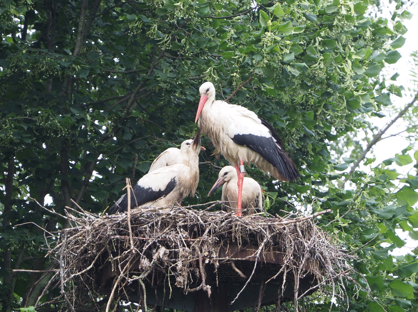 European white storks (Ciconia ciconia), Adult and juveniles on nest, 2021-07-03