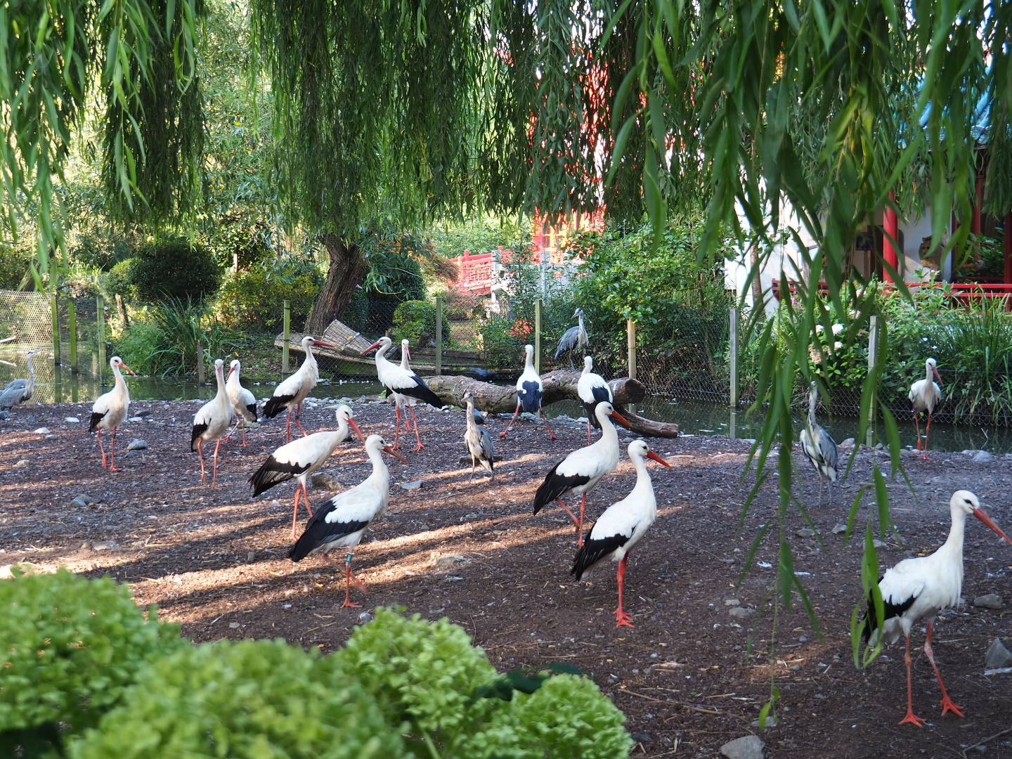 European white storks (Ciconia ciconia) and Wild grey herons (Ardea cinerea) queuing for breakfast, 2021-09-03