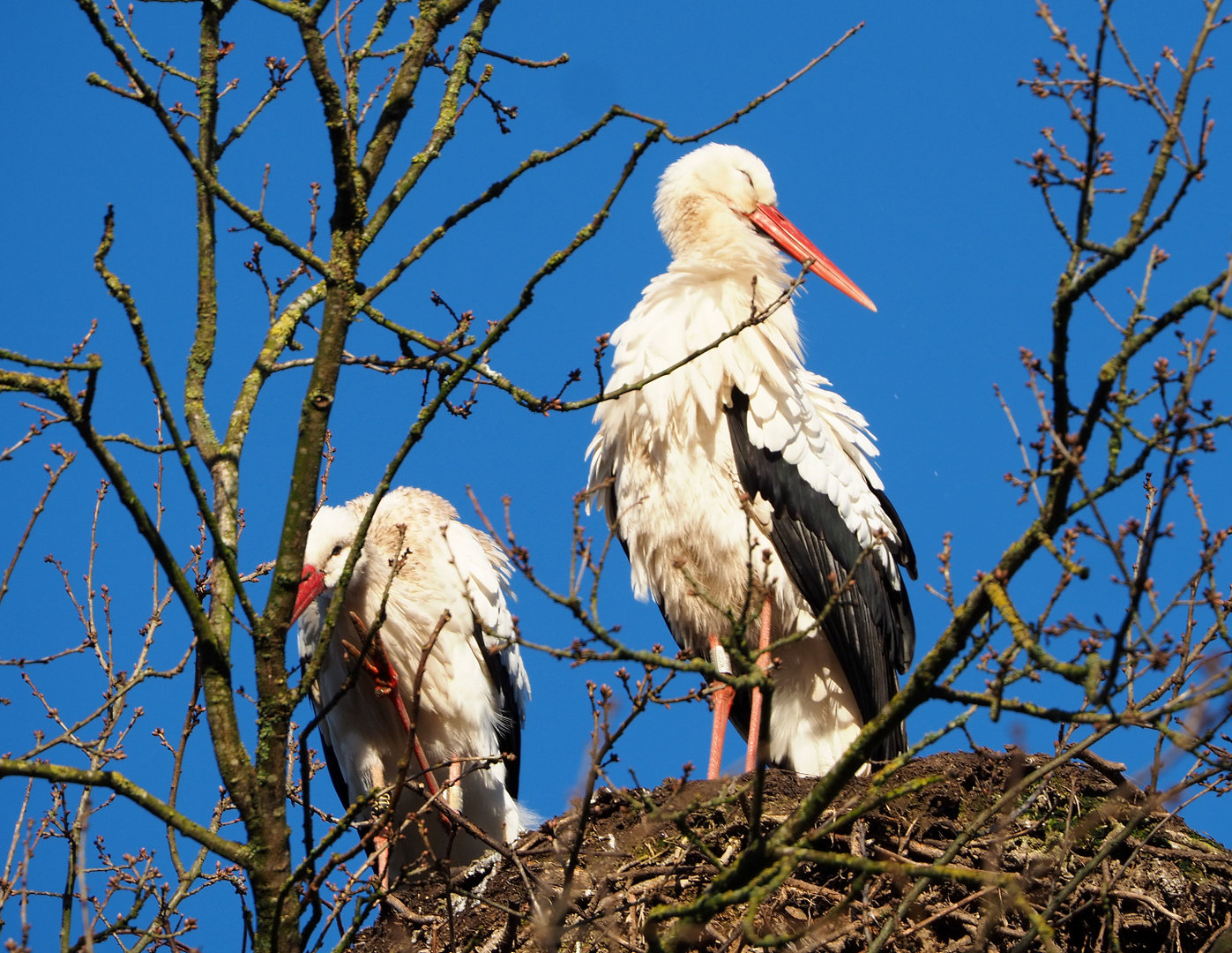 European white storks (Ciconia ciconia ciconia), 2022-02-12