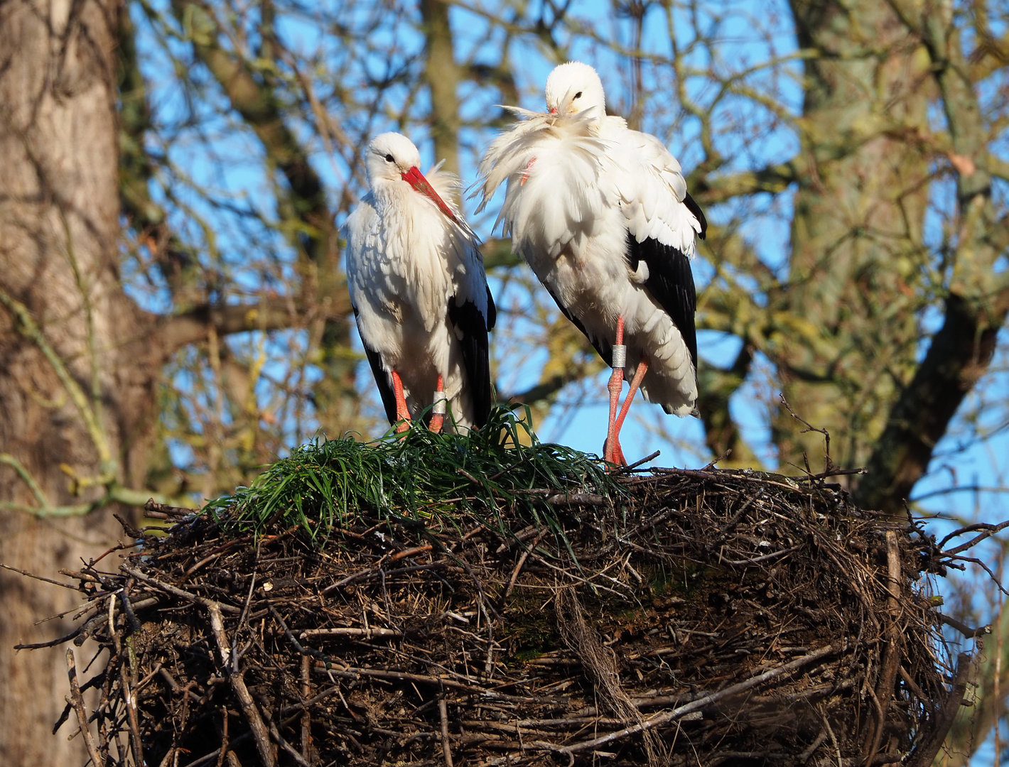 European white storks (Ciconia ciconia ciconia), 2022-02-12