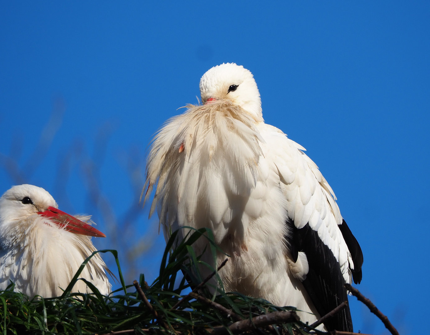 European white storks (Ciconia ciconia ciconia), 2022-02-12