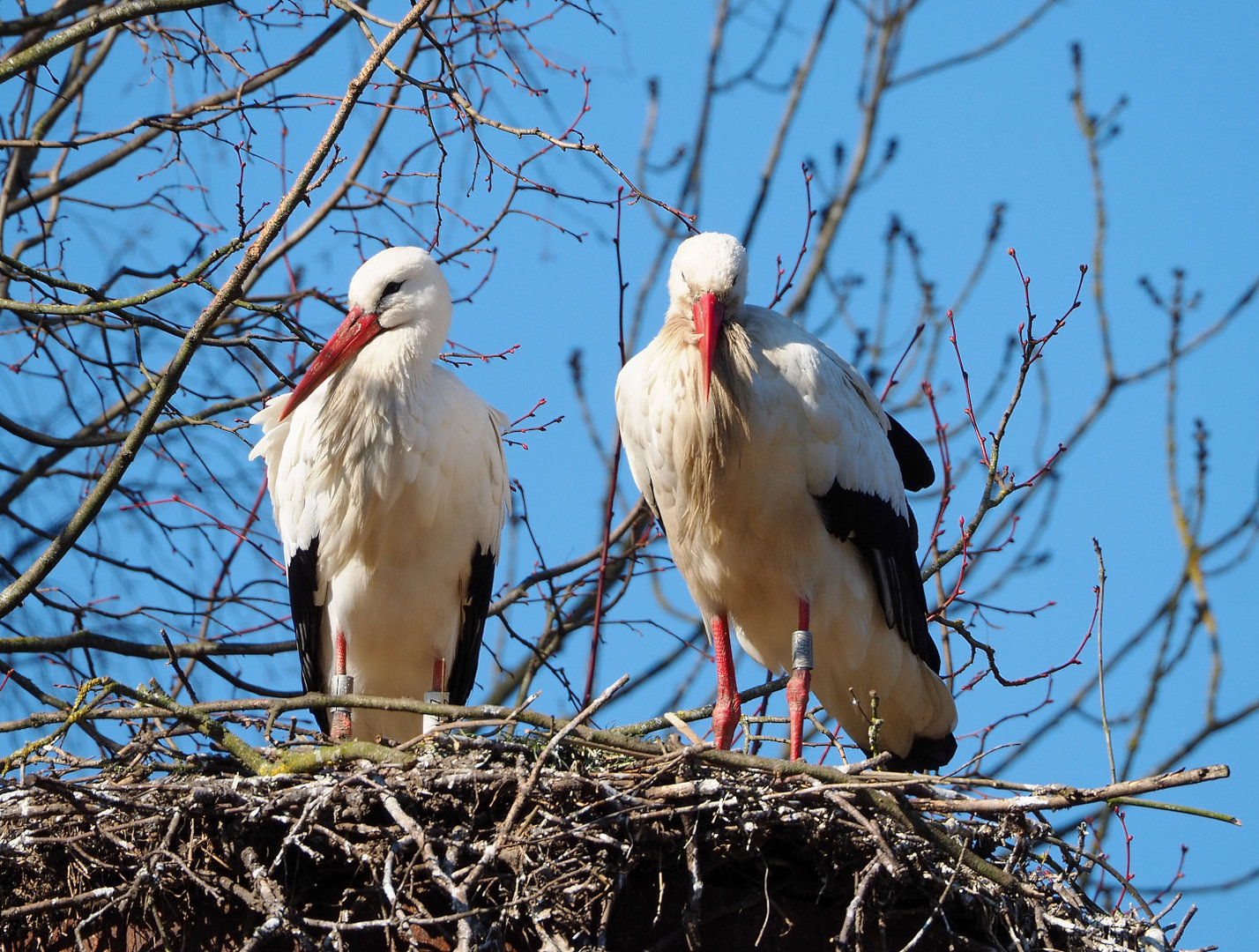 European white storks (Ciconia ciconia ciconia), 2022-03-08
