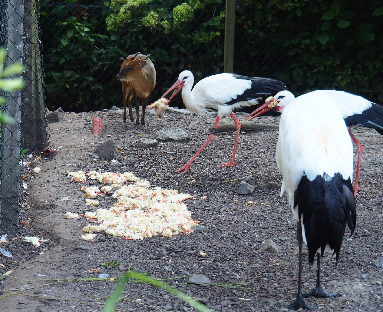 European white storks (Ciconia ciconia) helping themselves to one-day chick breakfast, 2021-09-03