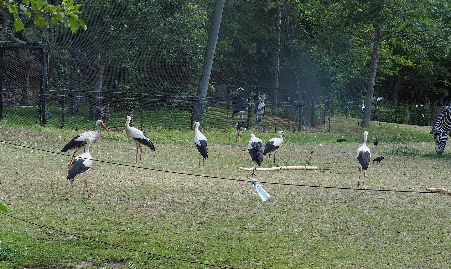European white storks (Ciconia ciconia) in the Grévy's zebra paddock, 2022-07-16