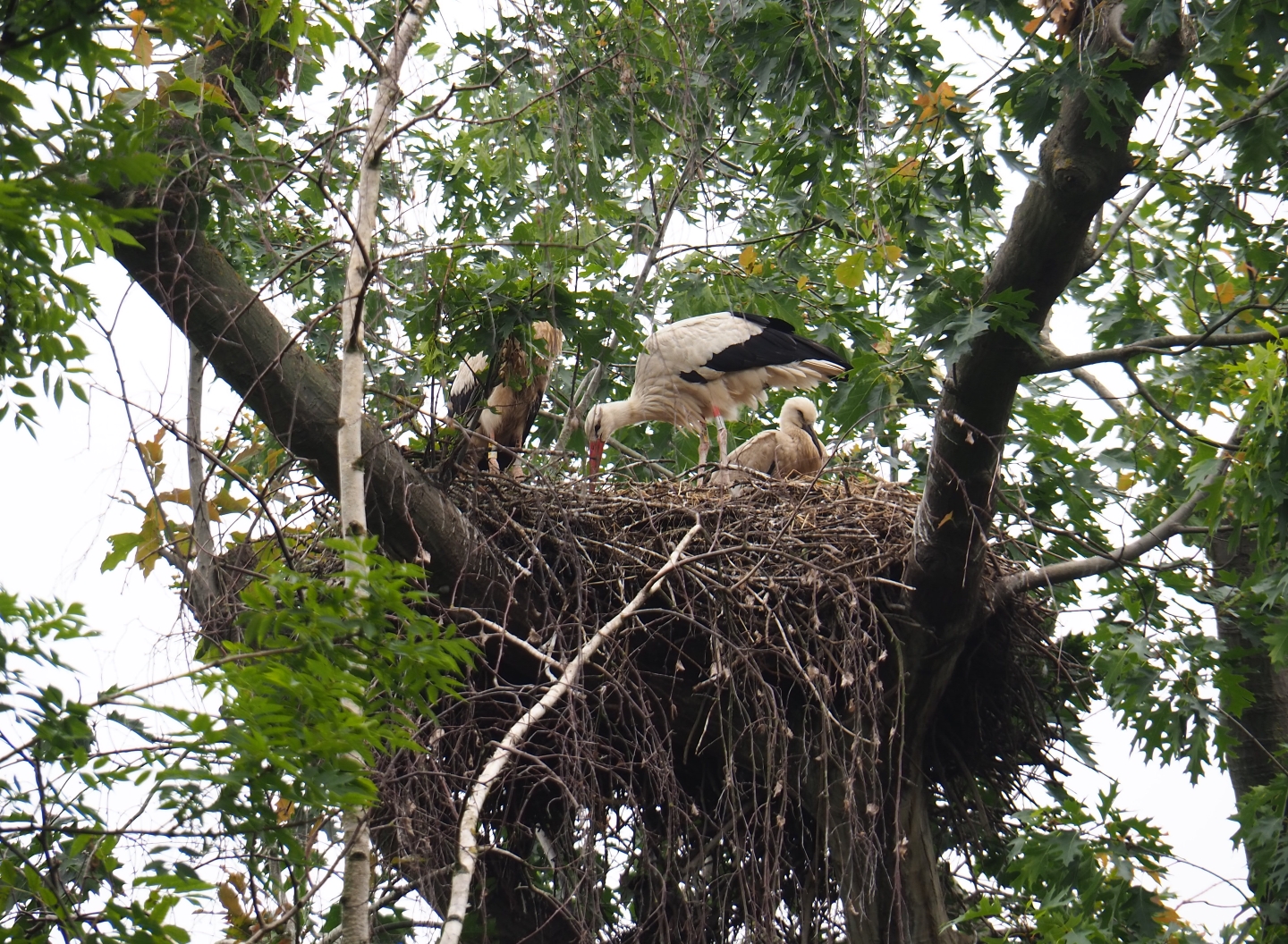 European white storks (Ciconia ciconia) nest in tree, 2019-06-26