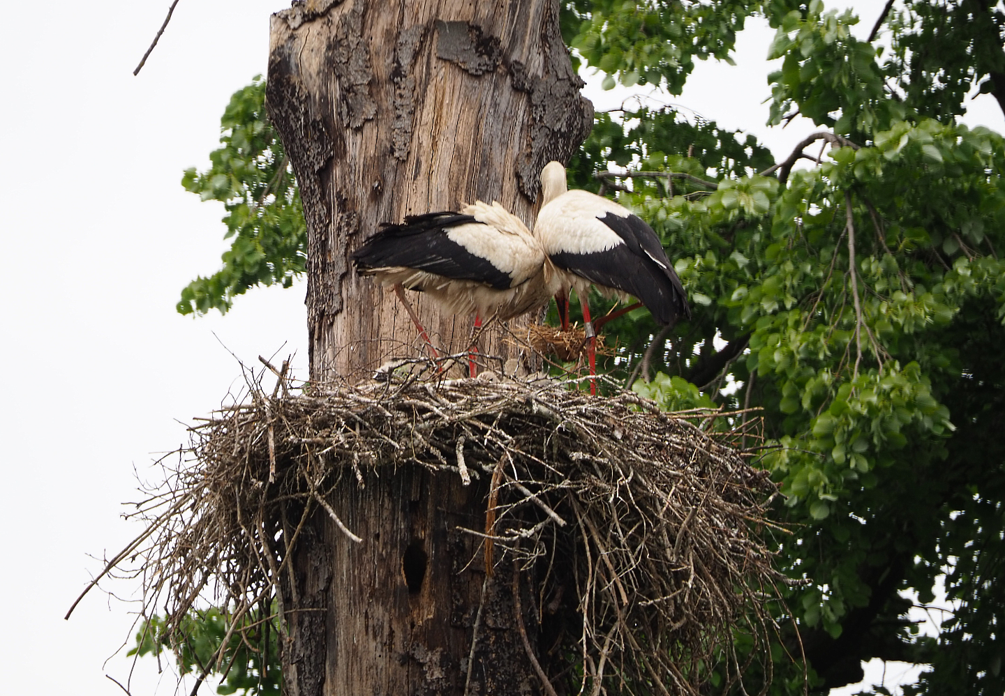 European white storks (Ciconia ciconia) on nest, 2020-05-23
