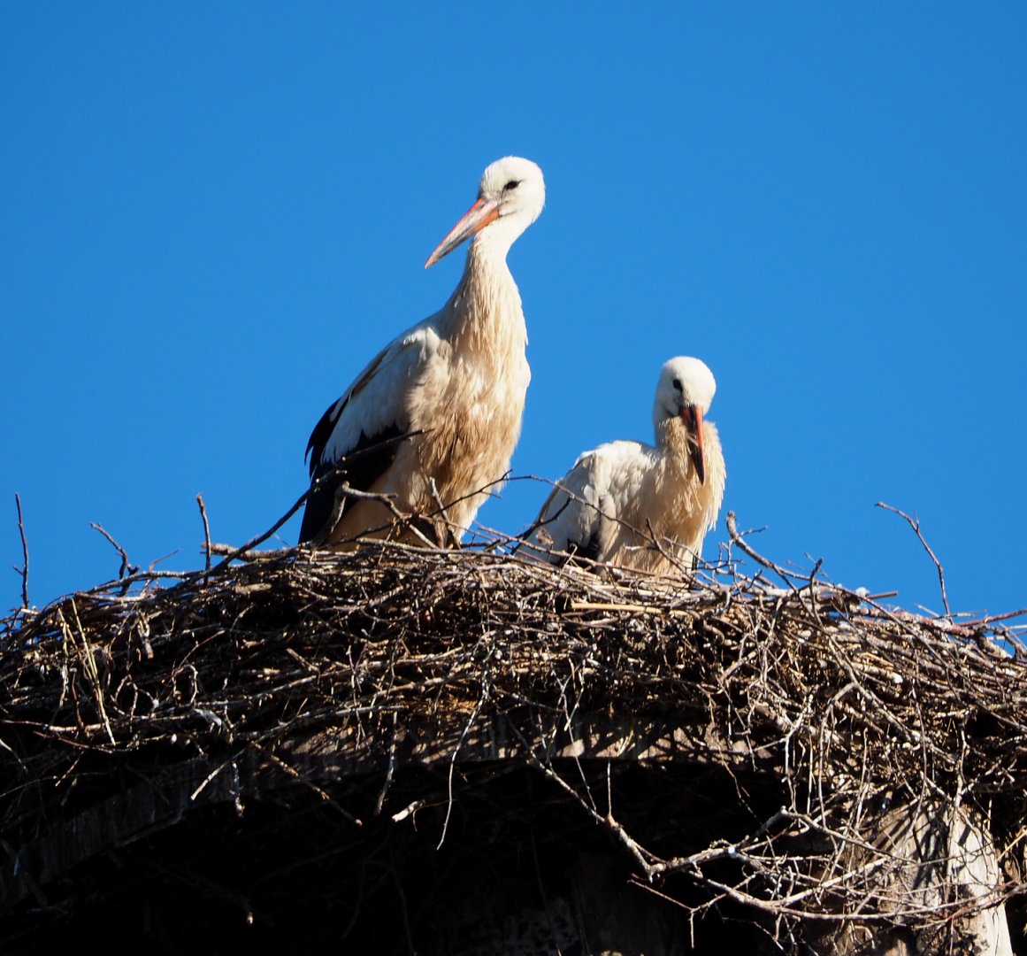 European white storks (Ciconia ciconia) on nest, 2020-07-21