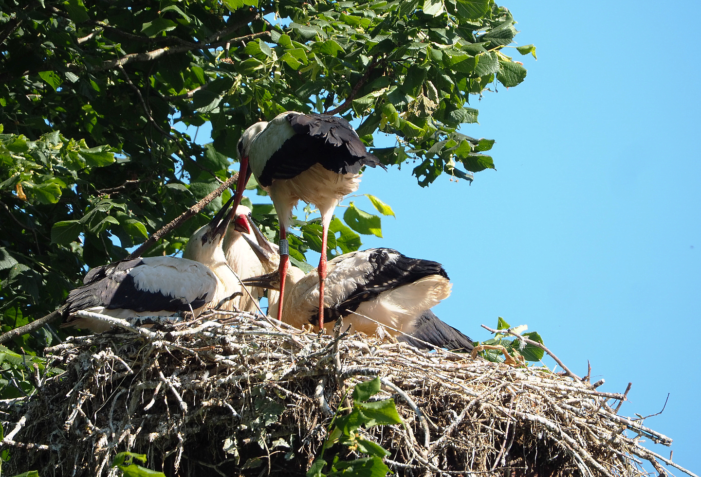 European white storks (Ciconia ciconia) on nest, 2022-06-15