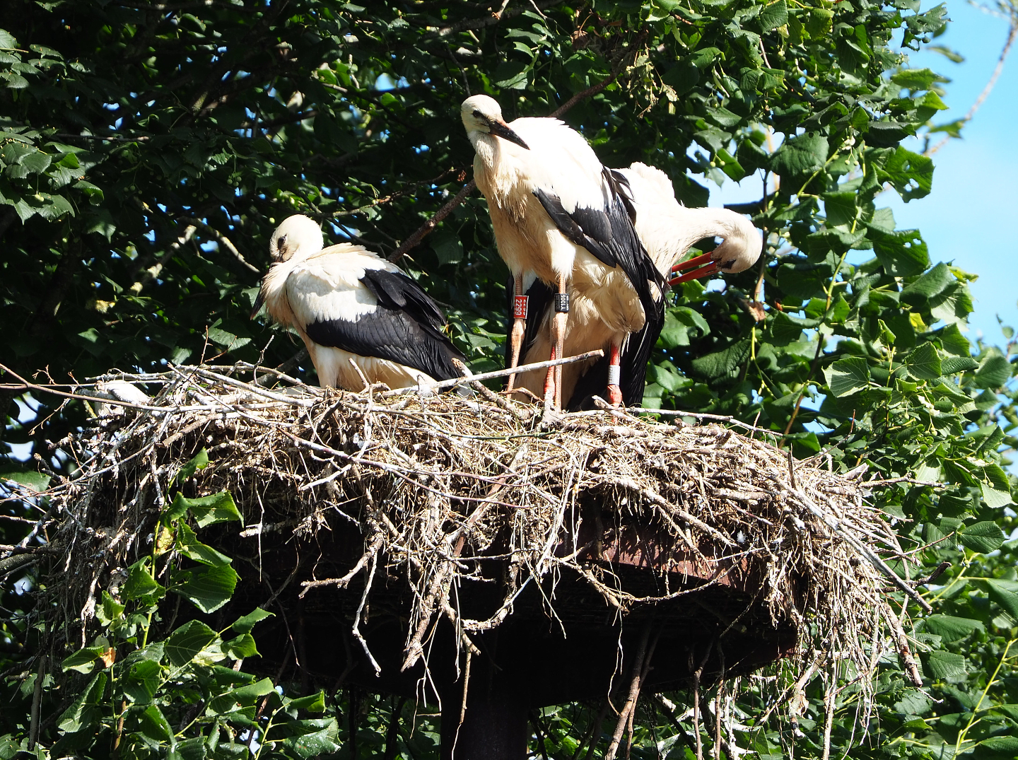 European white storks (Ciconia ciconia) on nest, 2022-07-03