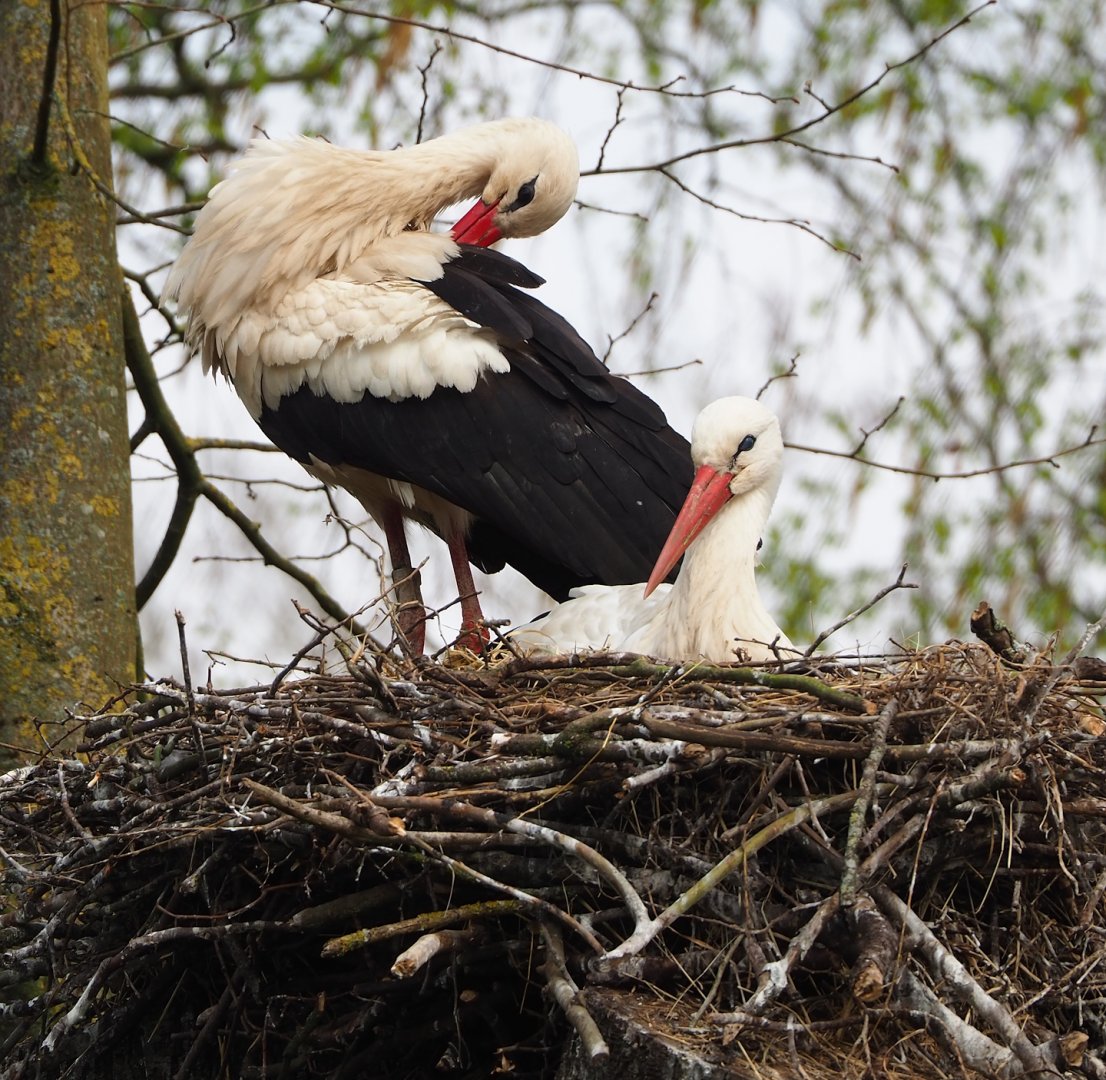 European white storks (Ciconia ciconia) on nest, 2023-04-18