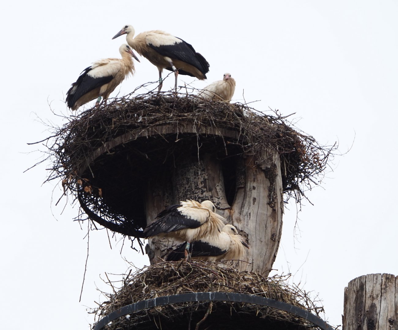 European white storks (Ciconia ciconia) on nests, 2020-07-14
