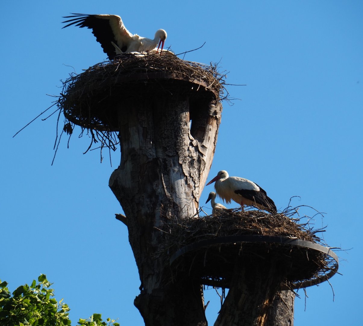 European white storks (Ciconia ciconia) on nests with chicks, 2019-05-31