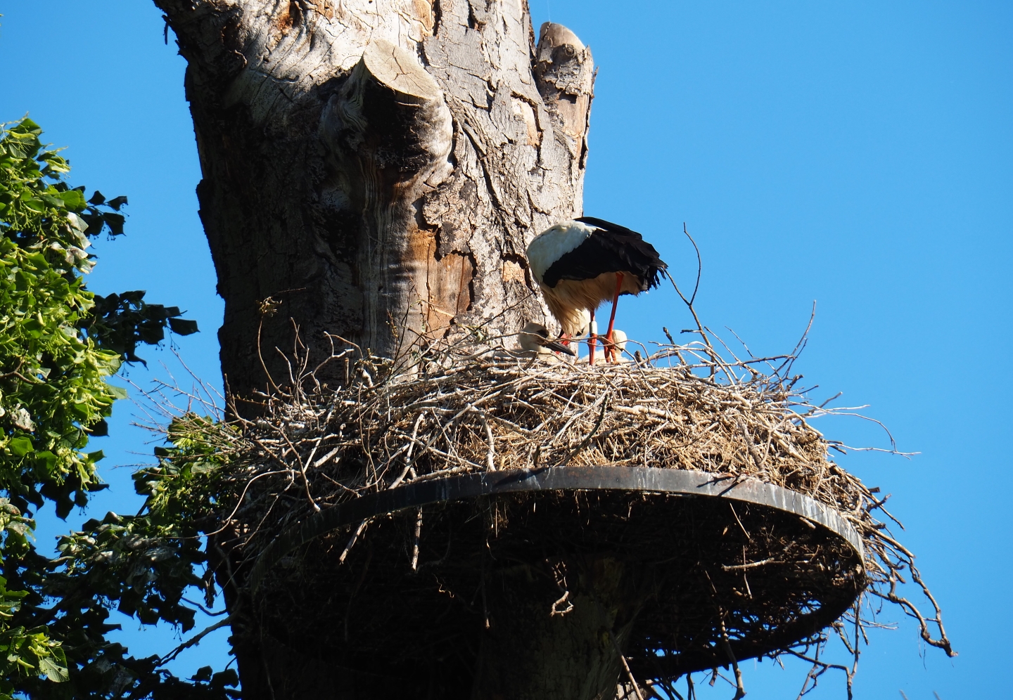 European white storks (Ciconia ciconia) on nests with chicks, 2019-05-31
