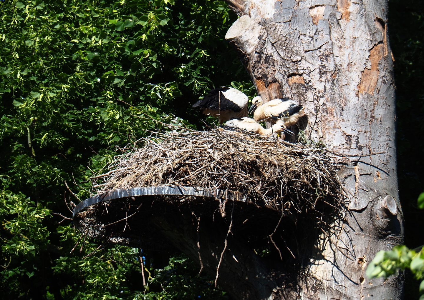 European white storks (Ciconia ciconia) on nests with chicks, 2019-05-31