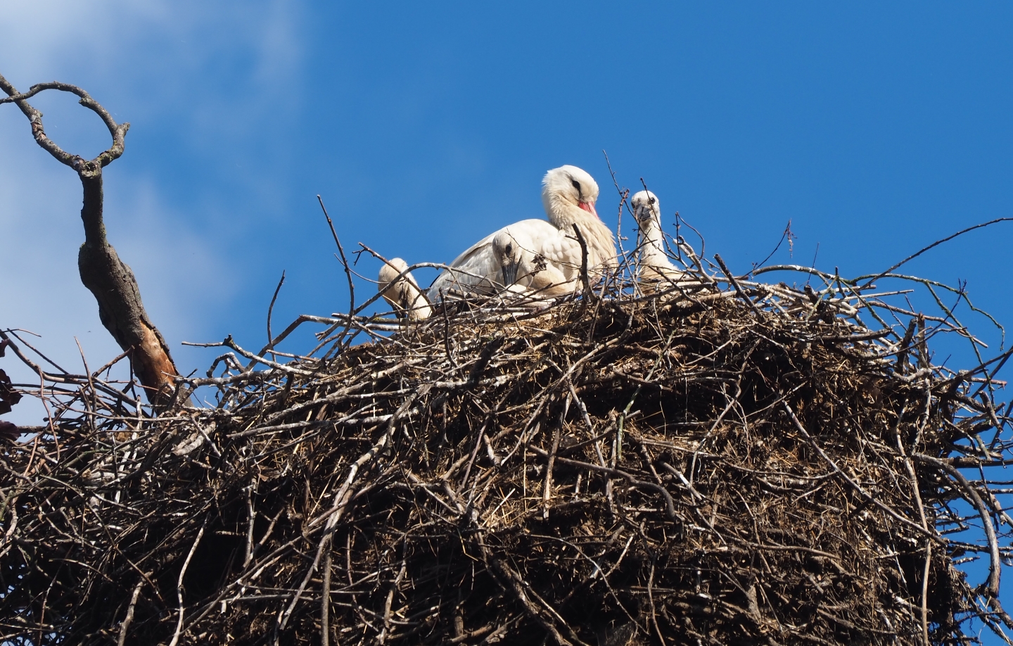 European white storks (Ciconia ciconia) on nests with chicks, 2019-05-31
