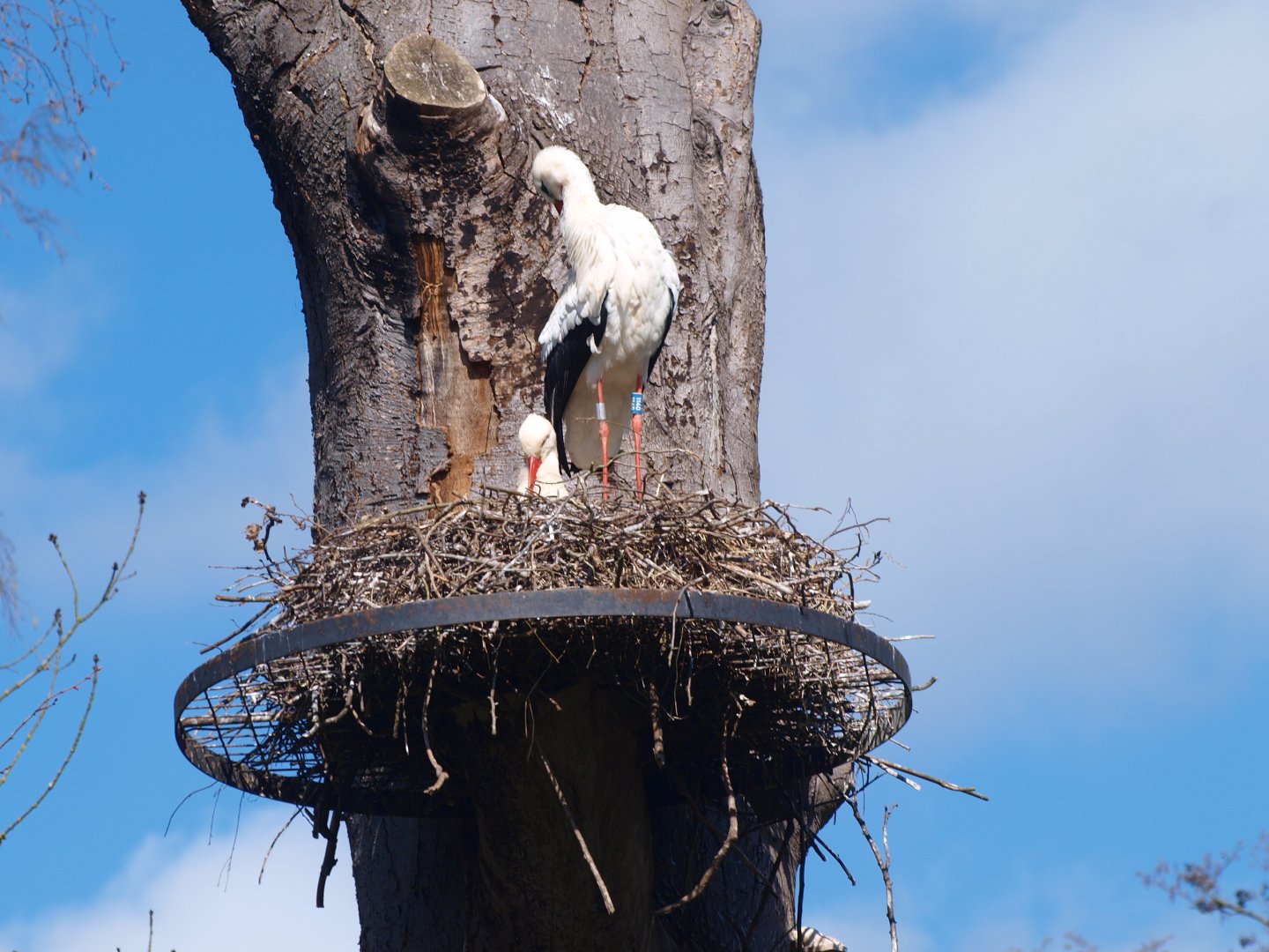 European white storks on nest (Ciconia ciconia), 2016-04-10