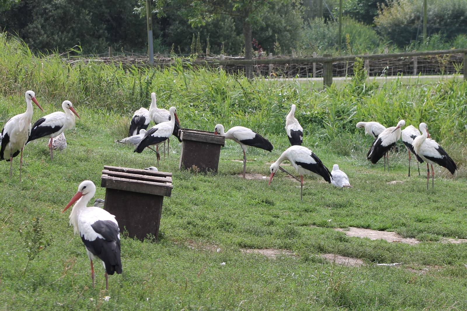 European white storks