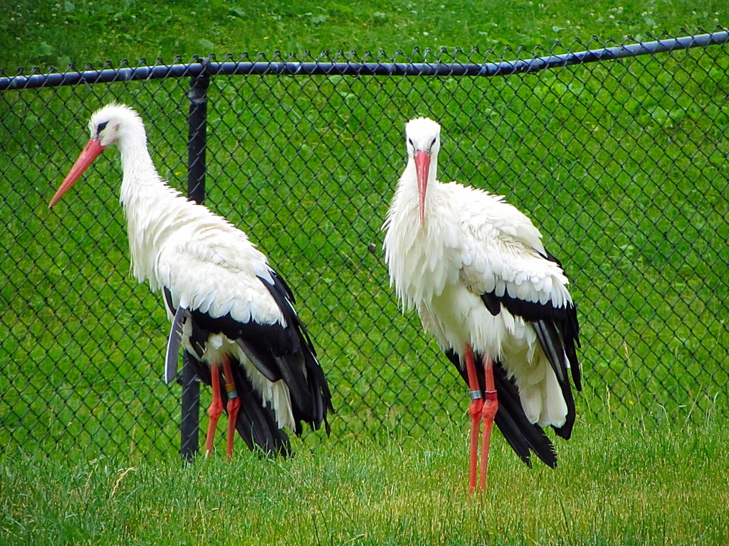 European White Storks