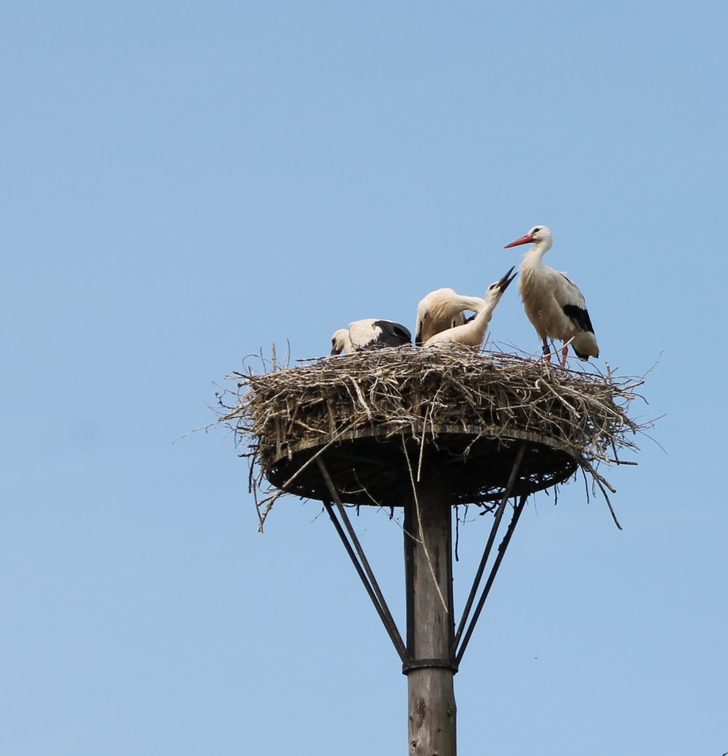 European white storks
