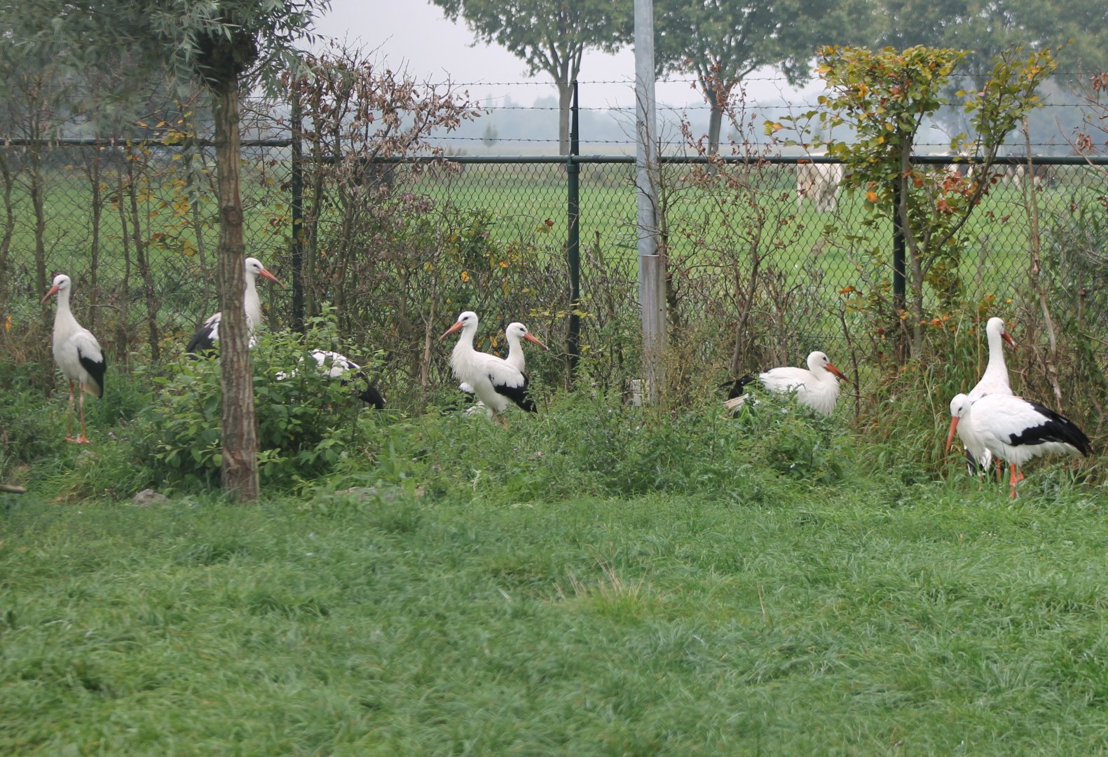 European white storks
