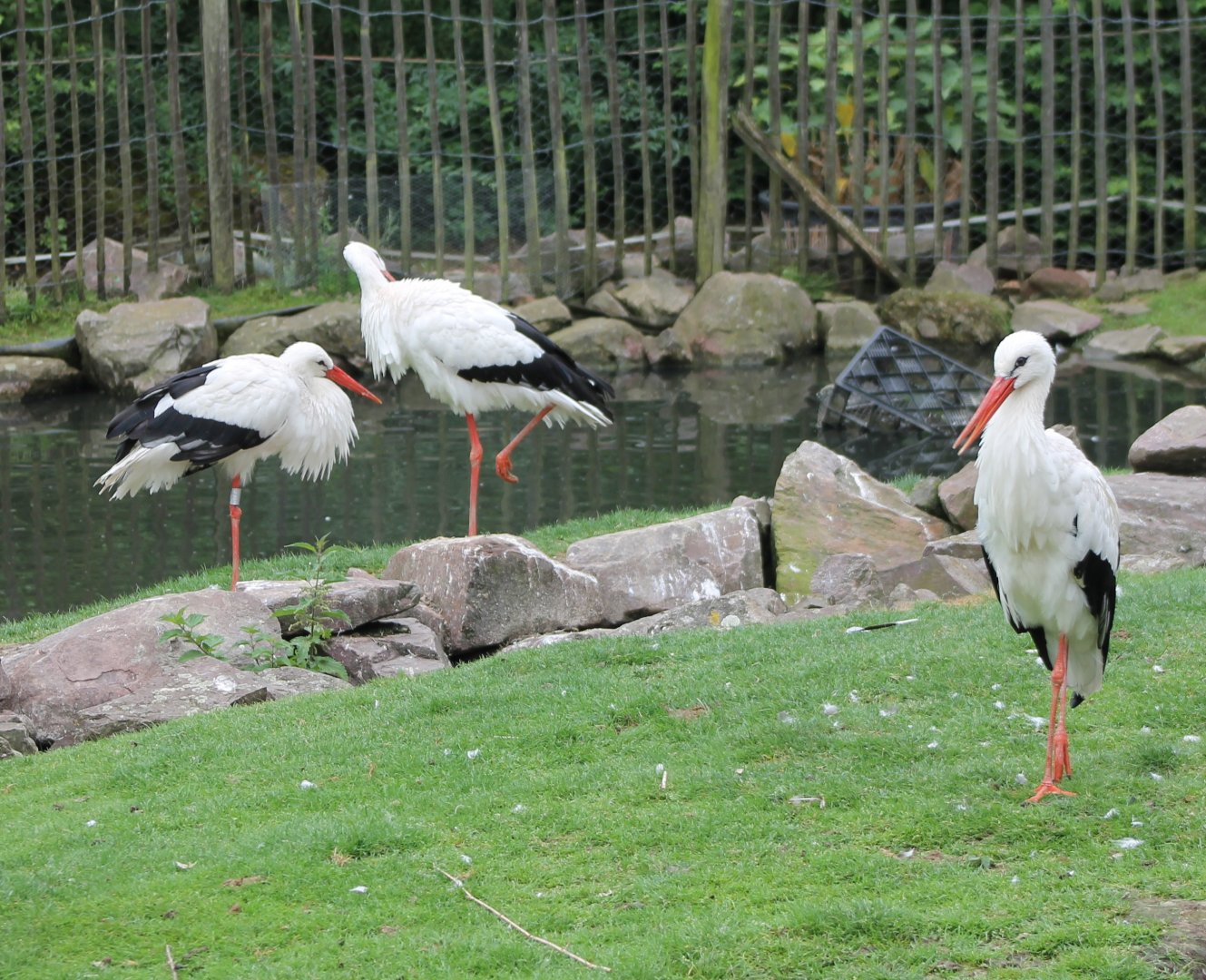 European white storks