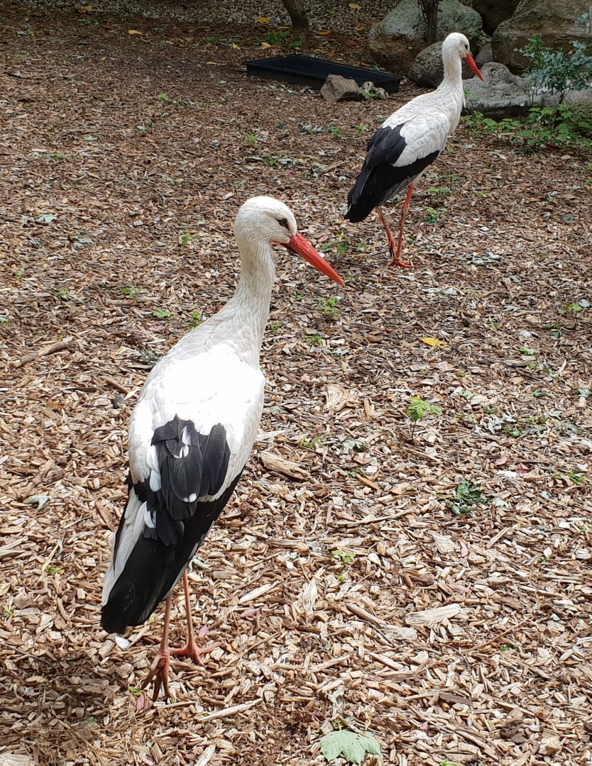 European white storks