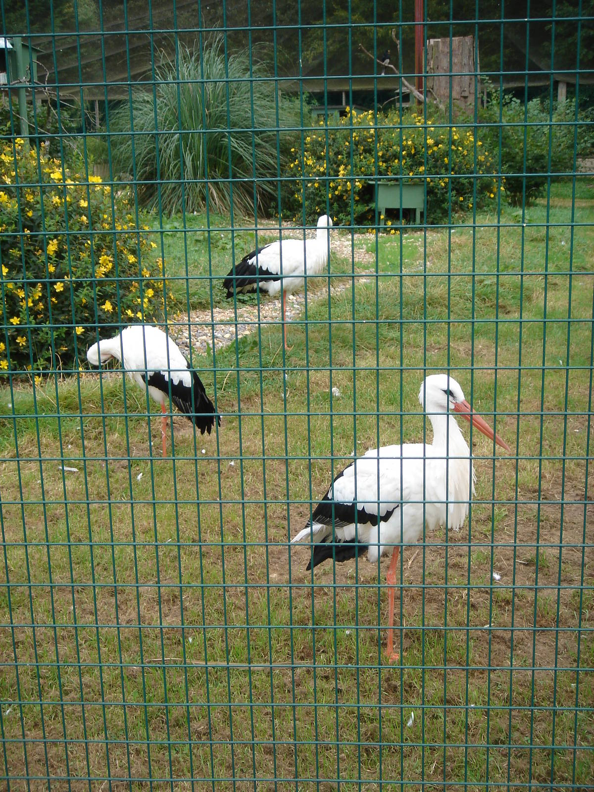 European White Storks.