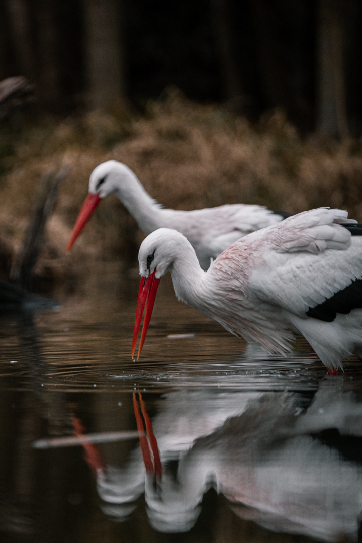 European White Storks